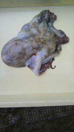 沖一文字でタコが出ました！800g