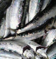 沖一文字北イワシ大漁です！