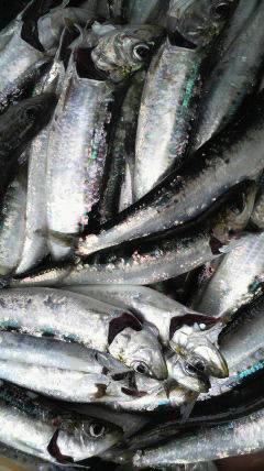 沖一文字北イワシ大漁です！