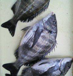 沖一文字で紀州釣り★チヌ 32〜36センチ★