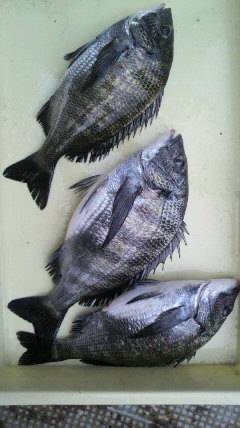 沖一文字で紀州釣り★チヌ 32〜36センチ★