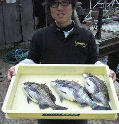 沖一文字で紀州釣り★チヌ 32〜36センチ★