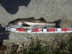 岸和田 夕方のエビ撒き釣りでセイゴ＆キビレ☆