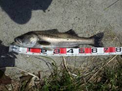 岸和田 夕方のエビ撒き釣りでセイゴ＆キビレ…