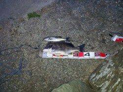 岸和田 夕方のエビ撒き釣りでセイゴ＆キビレ☆