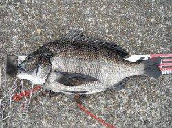 【のっこみチヌだ】丸島防波堤ＲＴ（８日）