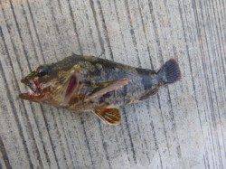 朝の北公園ハネ、ハネ、ハネ！