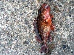 香住東港 穴釣りでガシラ15cm