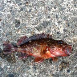 香住東港 穴釣りでガシラ15cm