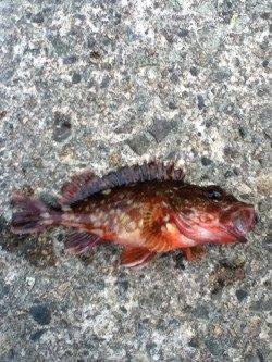 香住東港 穴釣りでガシラ15cm