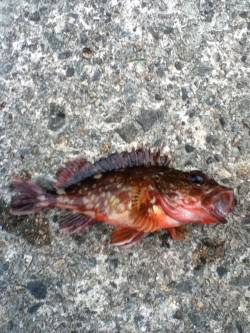 香住東港 穴釣りでガシラ15cm