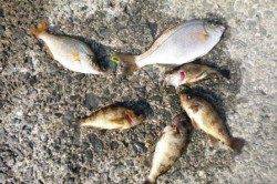 二色の浜店限定キャンペーン開催中