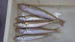 初めての釣り！キス5匹釣れました♪