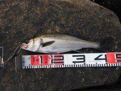 【エビ撒きでハネ♪ピカピカです♪】