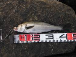 【エビ撒きでハネ♪ピカピカです♪】  