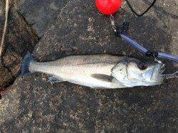 エビで【ハネ】オキアミで【チヌ】南芦屋浜