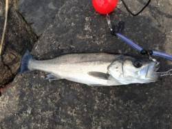 エビで【ハネ】オキアミで【チヌ】南芦屋浜