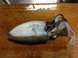 新宮港でエギング、短時間でしかっりコウイカキャッチ！