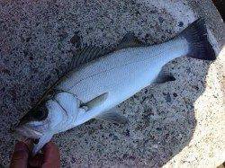 日置川河口 アジングにヒラセイゴ40cmがヒット！