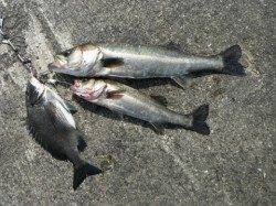 そしてイワシがキター♪岸和田一文字RT29日