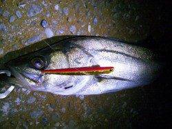 浜寺周辺でバチシーゲット！