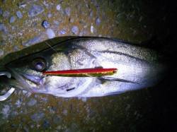 浜寺周辺でバチシーゲット！