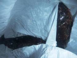 食コン★ガシラ釣れてます★