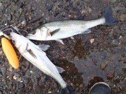 中波止でハネ♪泉大津RT　１０日　朝