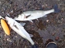 中波止でハネ♪泉大津RT　１０日　朝