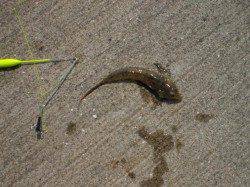 須磨ヨットハーバーに行ってまいりました