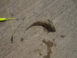 須磨ヨットハーバーに行ってまいりました 