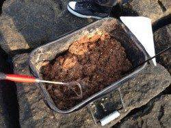 【初チヌゲット！珍客サヨリちゃん】南芦屋浜