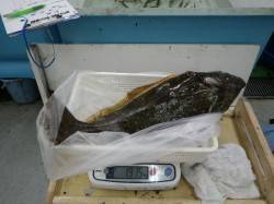 太地港 ヤエンでヒラメ・アオリイカ・アナゴ…