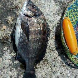 【芦屋のチヌ】今日も釣れてます♪♪