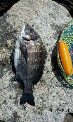 【芦屋のチヌ】今日も釣れてます♪♪