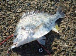 荒れたあとは!? 泉大津RT 8日あさ