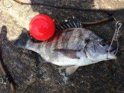 エビで【ハネ】オキアミで【チヌ】南芦屋浜