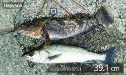 泉佐野食コン ハネにポン★