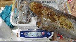 堺漁港　ヤエンでアオリイカ3バイ　合計４．６８ｋｇ