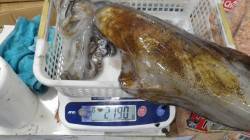 堺漁港　ヤエンでアオリイカ3バイ　合計４．…