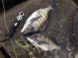 【今日も熱い!!】芦屋のチヌ情報