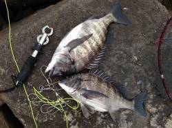 【今日も熱い!!】芦屋のチヌ情報