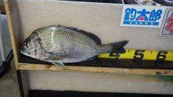 田辺芳養漁港、お子様フカセ釣果　45cm♪