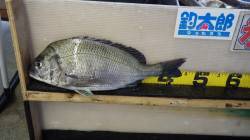 田辺芳養漁港、お子様フカセ釣果　45cm♪…