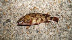 本荘人工島 探り釣りでメバル＆ガシラ☆