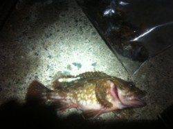 田烏にてメバリング、周りも良く釣れていました♪