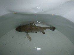 夜の兵突のメバル!