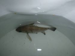 夜の兵突のメバル！