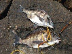 【爆釣！芦屋のチヌ今が満開です】南芦屋浜