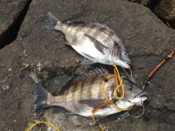 【爆釣！芦屋のチヌ今が満開です】南芦屋浜